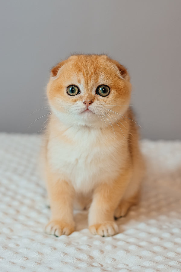 Wednesday | Scottish Fold Kitten