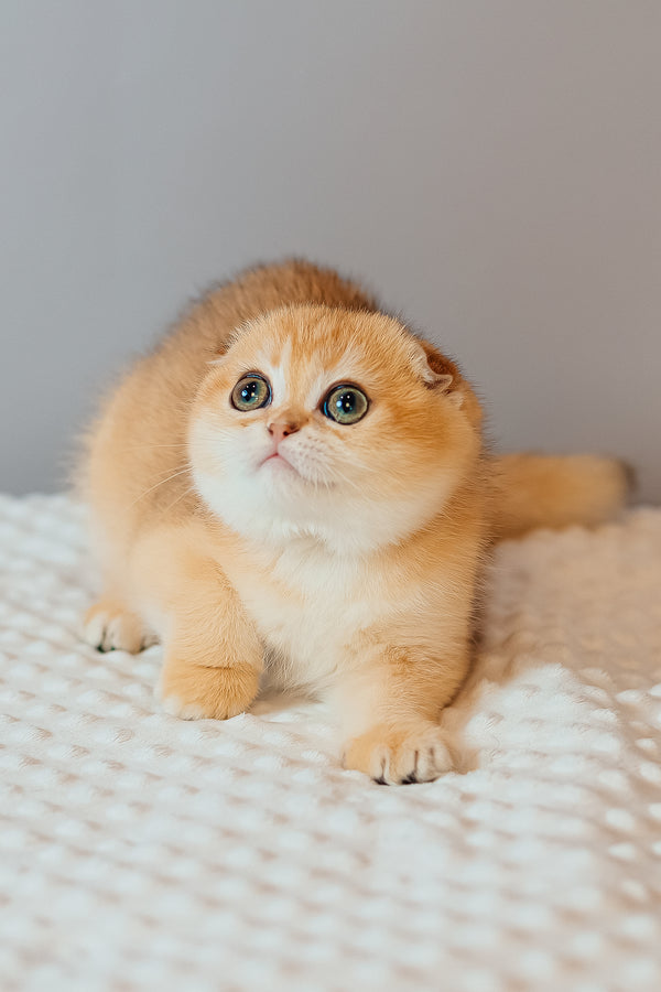 Wednesday | Scottish Fold Kitten