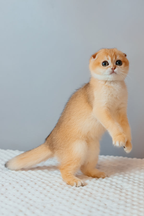 Wednesday | Scottish Fold Kitten