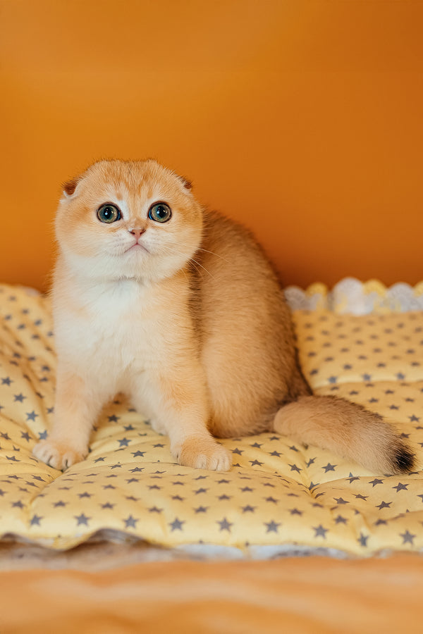 Wednesday | Scottish Fold Kitten