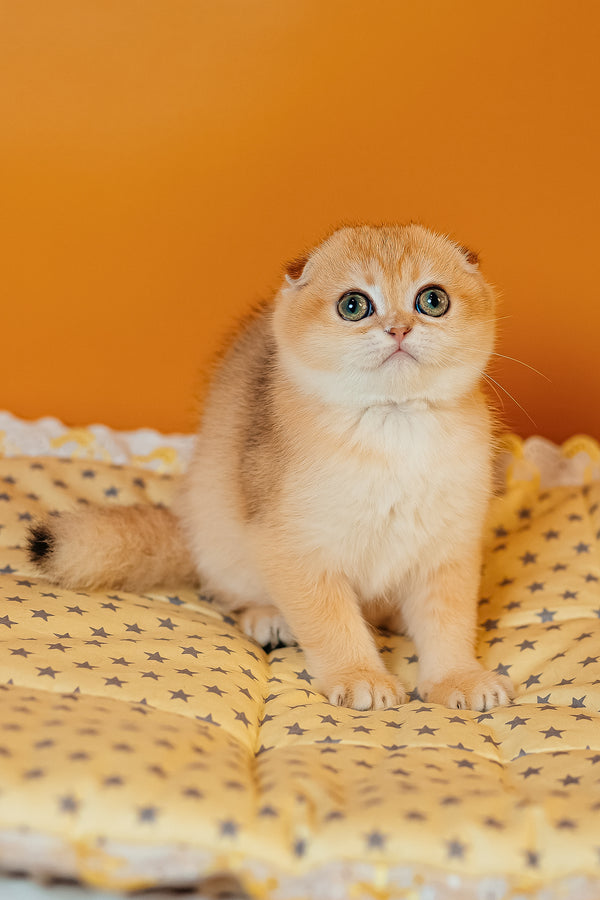 Wednesday | Scottish Fold Kitten