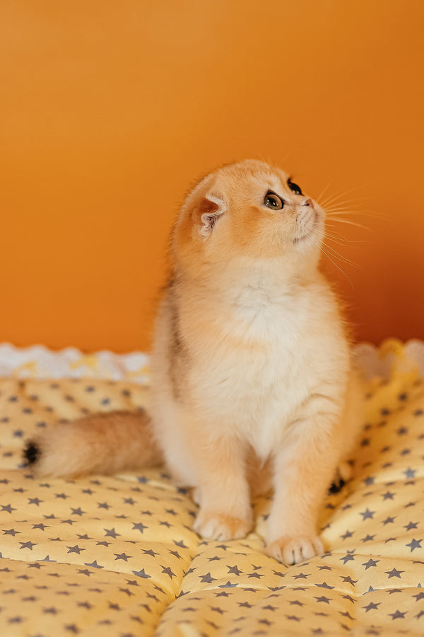 Wednesday | Scottish Fold Kitten