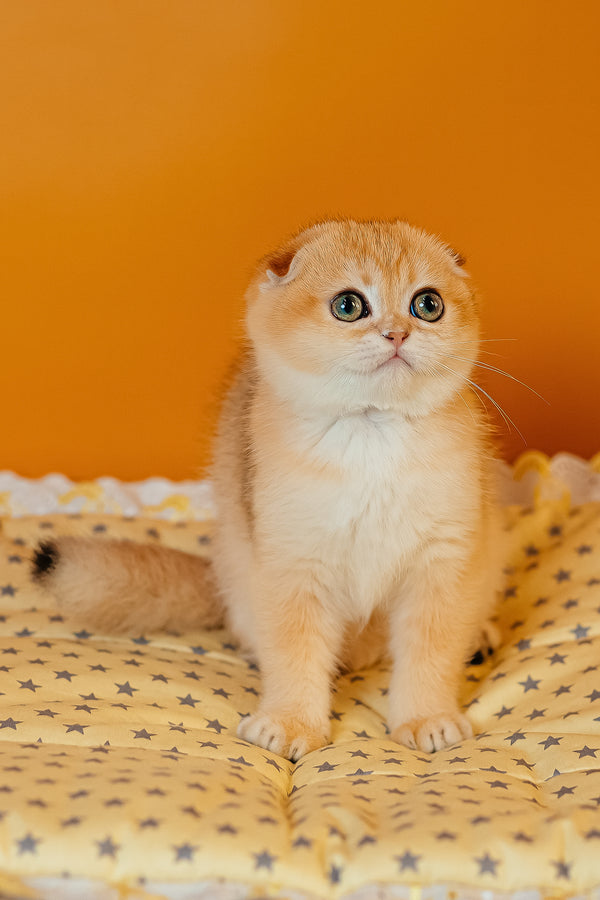 Wednesday | Scottish Fold Kitten