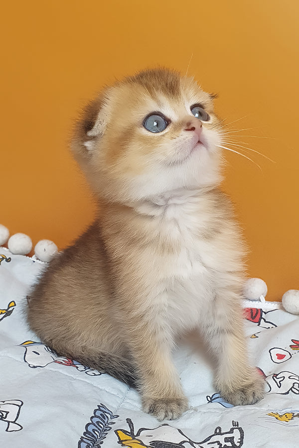 Alice | Scottish Fold Kitten