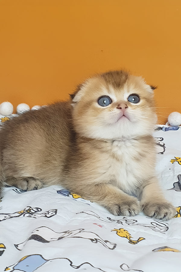 Alice | Scottish Fold Kitten