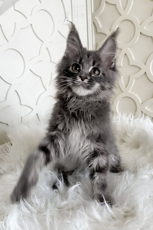 Tiris | Maine Coon Kitten