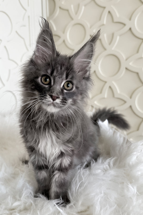 Tiris | Maine Coon Kitten