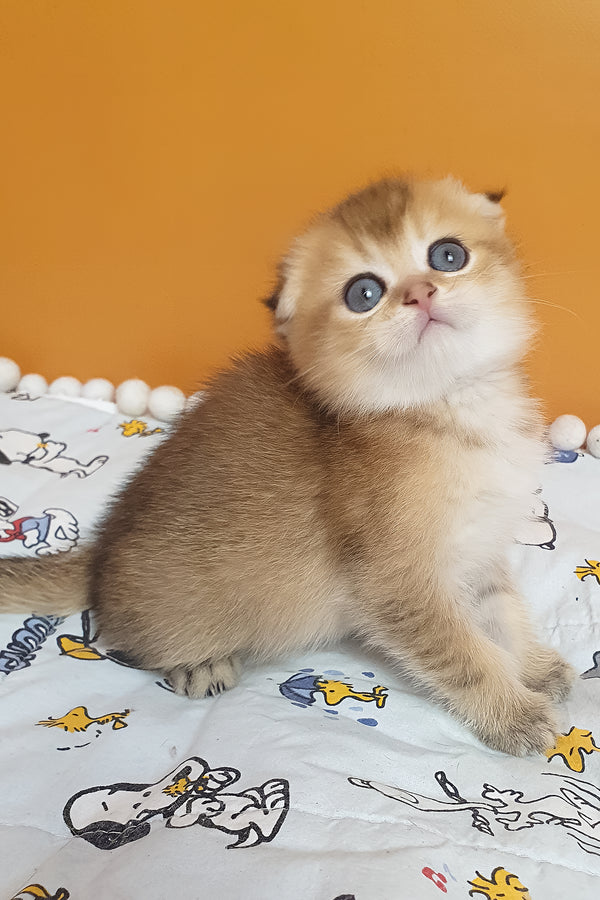 Alice | Scottish Fold Kitten