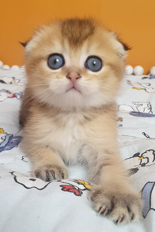 Alice | Scottish Fold Kitten