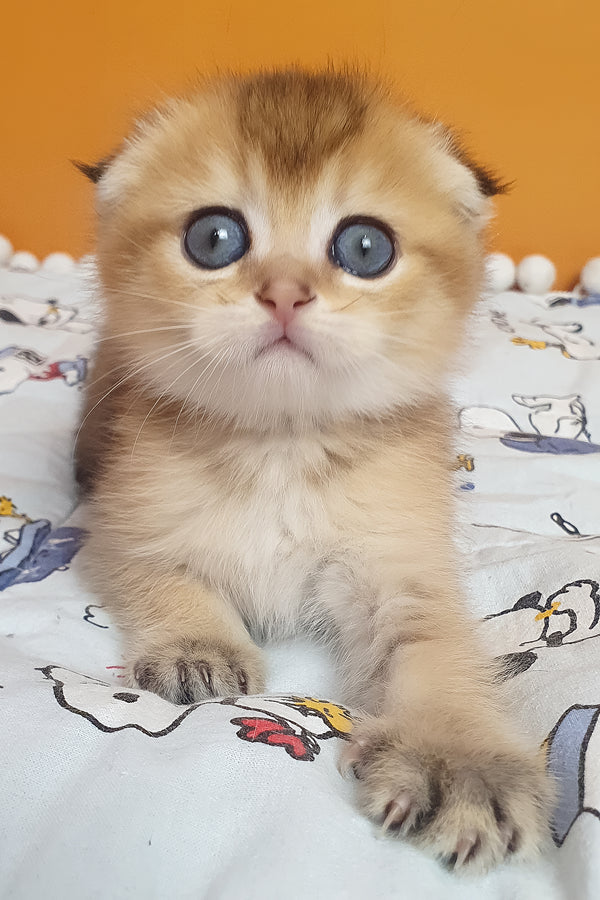 Alice | Scottish Fold Kitten