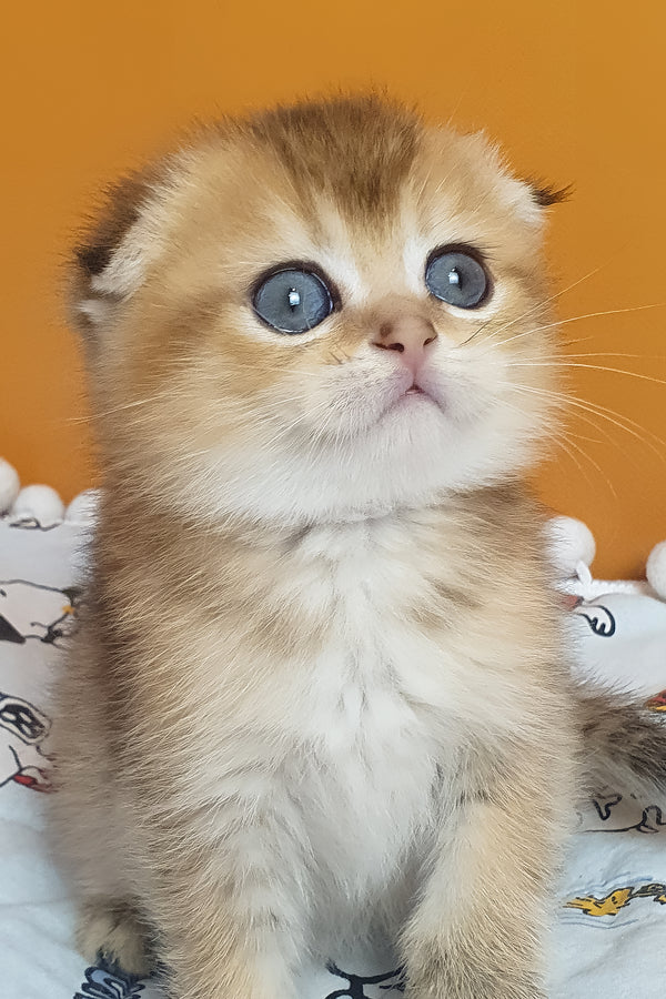 Alice | Scottish Fold Kitten
