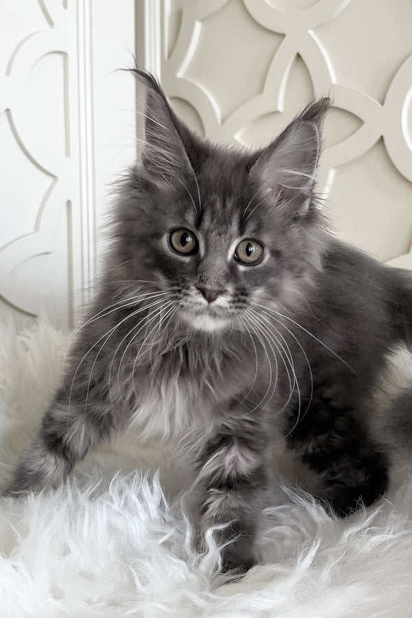Tiris | Maine Coon Kitten