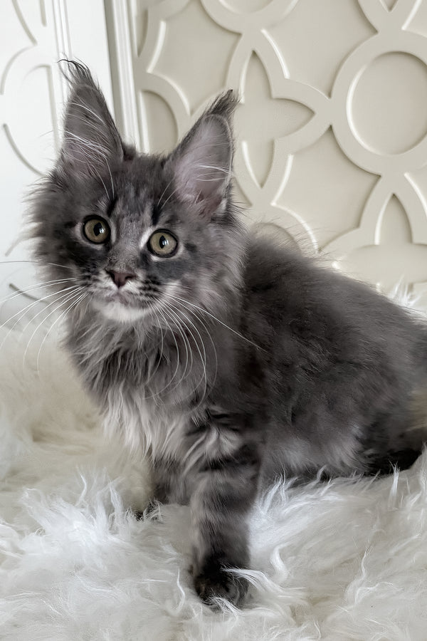 Tiris | Maine Coon Kitten