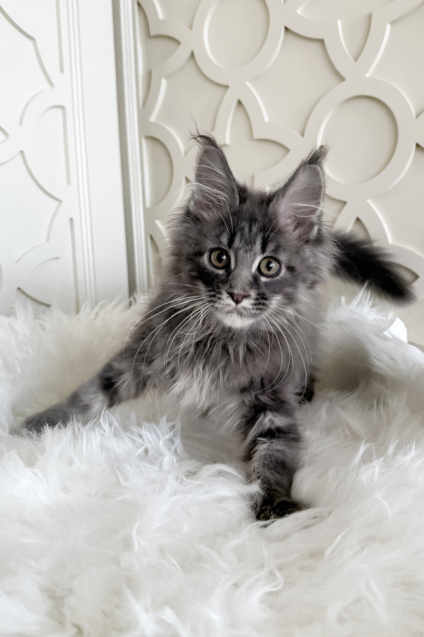 Tiris | Maine Coon Kitten