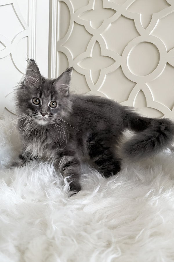 Tiris | Maine Coon Kitten