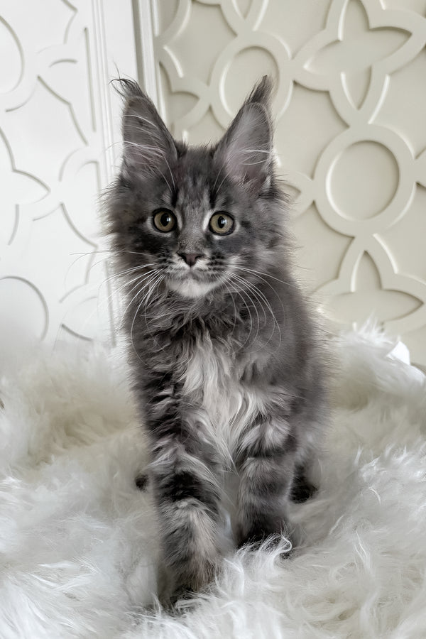 Tiris | Maine Coon Kitten