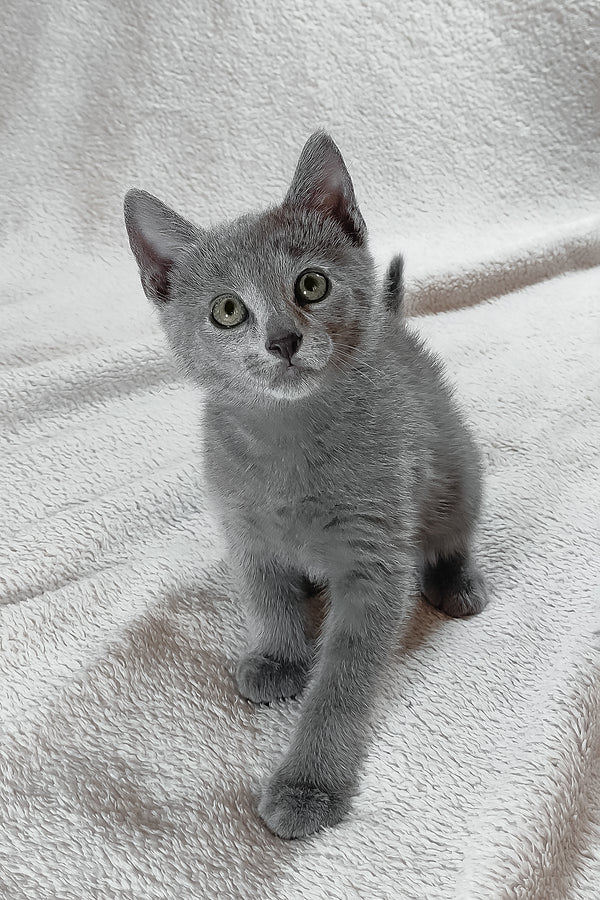 Sultan | Russian Blue Kitten