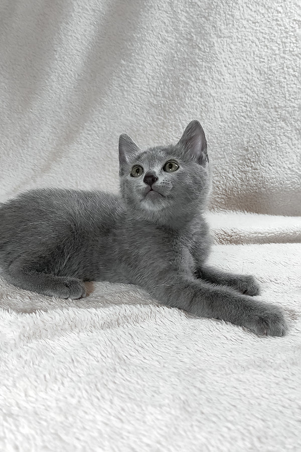 Sultan | Russian Blue Kitten