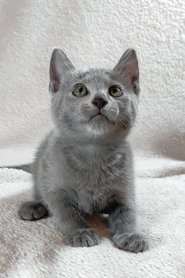 Sultan | Russian Blue Kitten