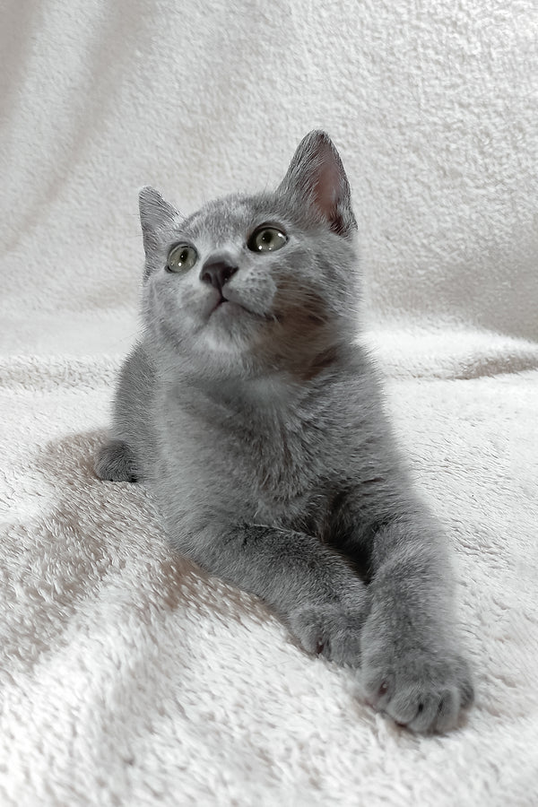 Sultan | Russian Blue Kitten