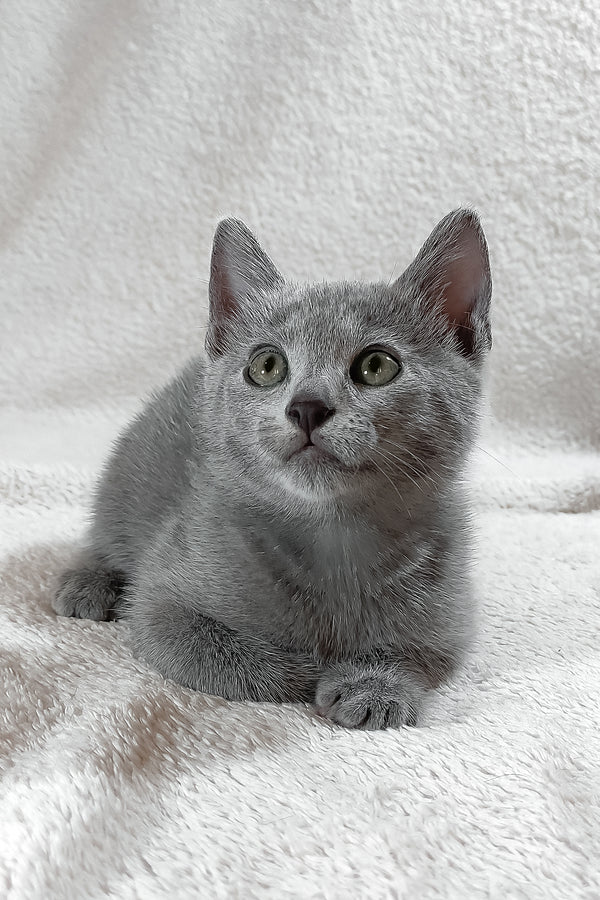 Sultan | Russian Blue Kitten