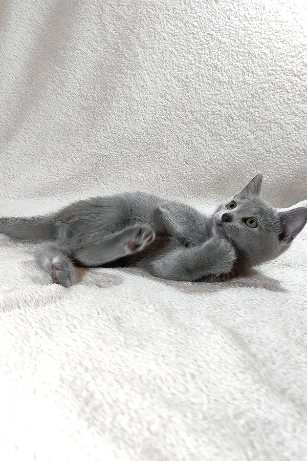 Sultan | Russian Blue Kitten