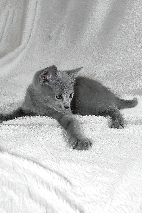 Sultan | Russian Blue Kitten