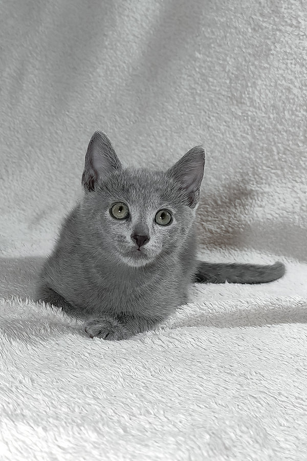 Sultan | Russian Blue Kitten