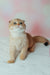 Zoe | Scottish Fold Kitten