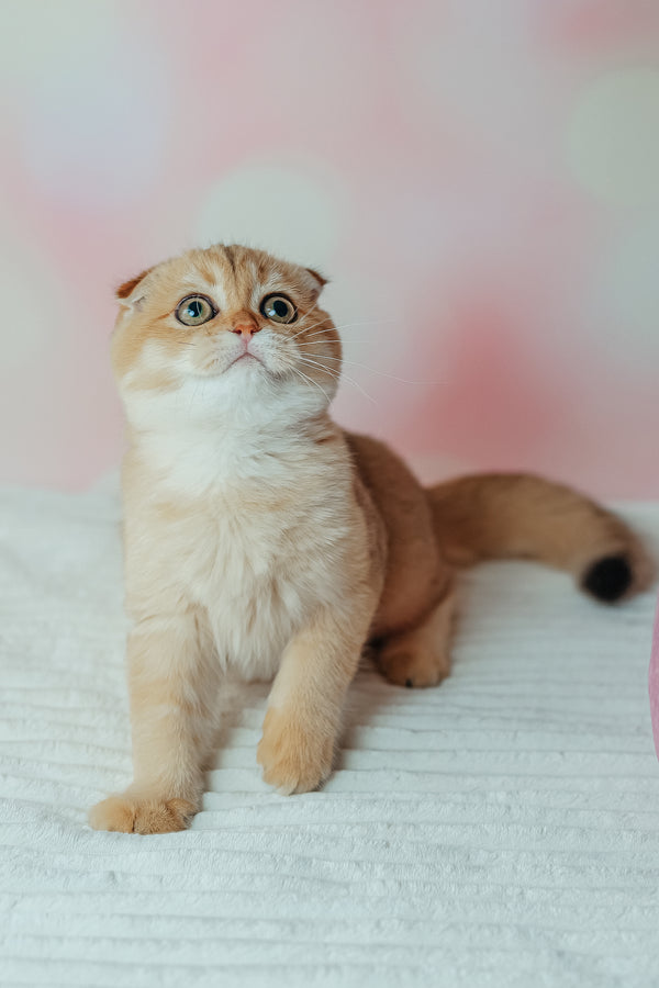 Zoe | Scottish Fold Kitten