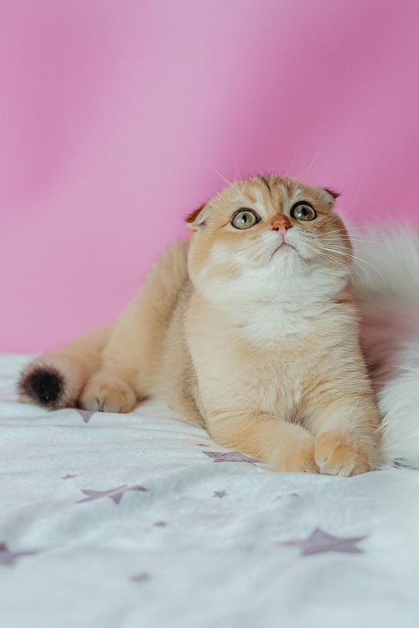 Zoe | Scottish Fold Kitten