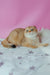 Zoe | Scottish Fold Kitten