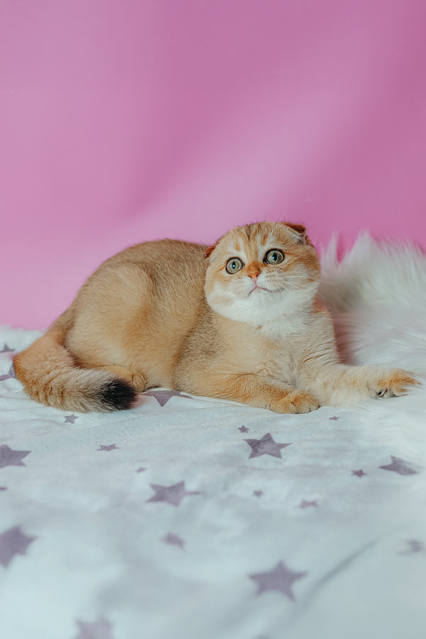 Zoe | Scottish Fold Kitten