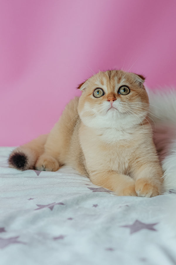 Zoe | Scottish Fold Kitten