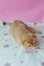 Zoe | Scottish Fold Kitten