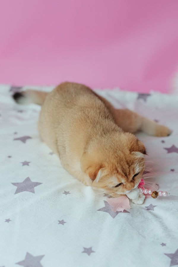 Zoe | Scottish Fold Kitten