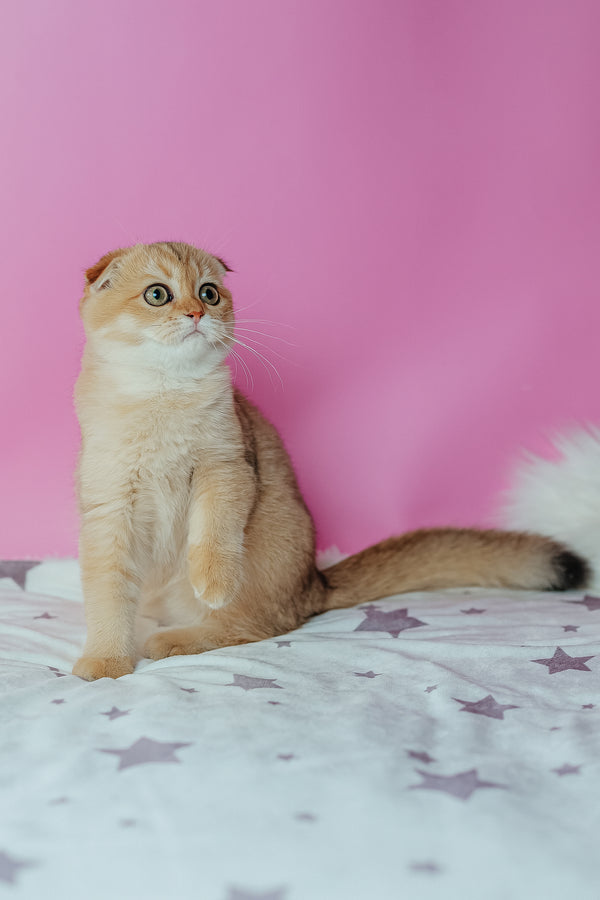 Zoe | Scottish Fold Kitten