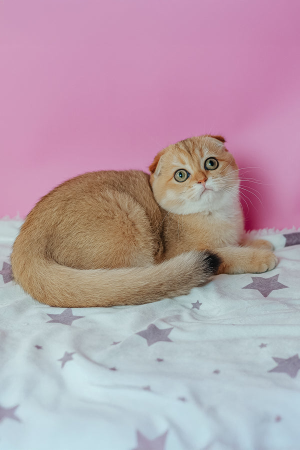Zoe | Scottish Fold Kitten