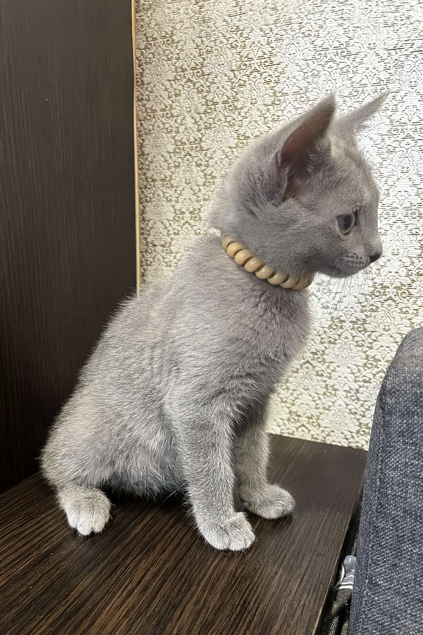Keks | Russian Blue Kitten