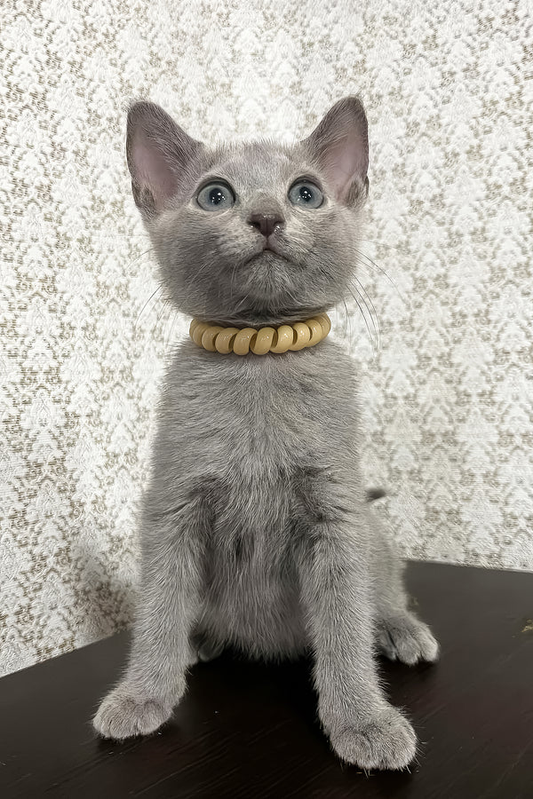 Keks | Russian Blue Kitten