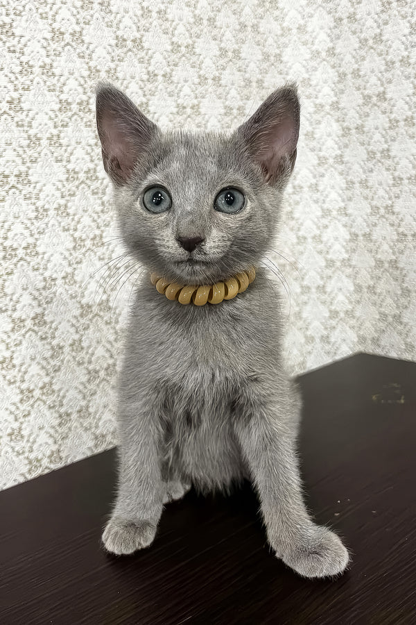 Keks | Russian Blue Kitten