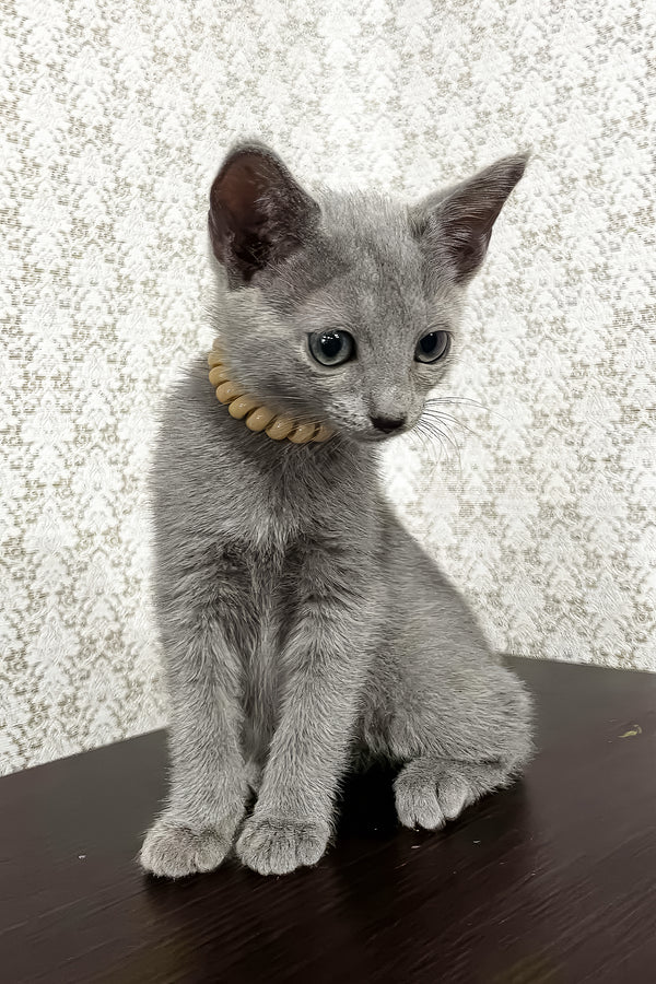 Keks | Russian Blue Kitten