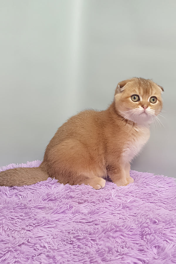 Van Gogh | Scottish Fold Kitten