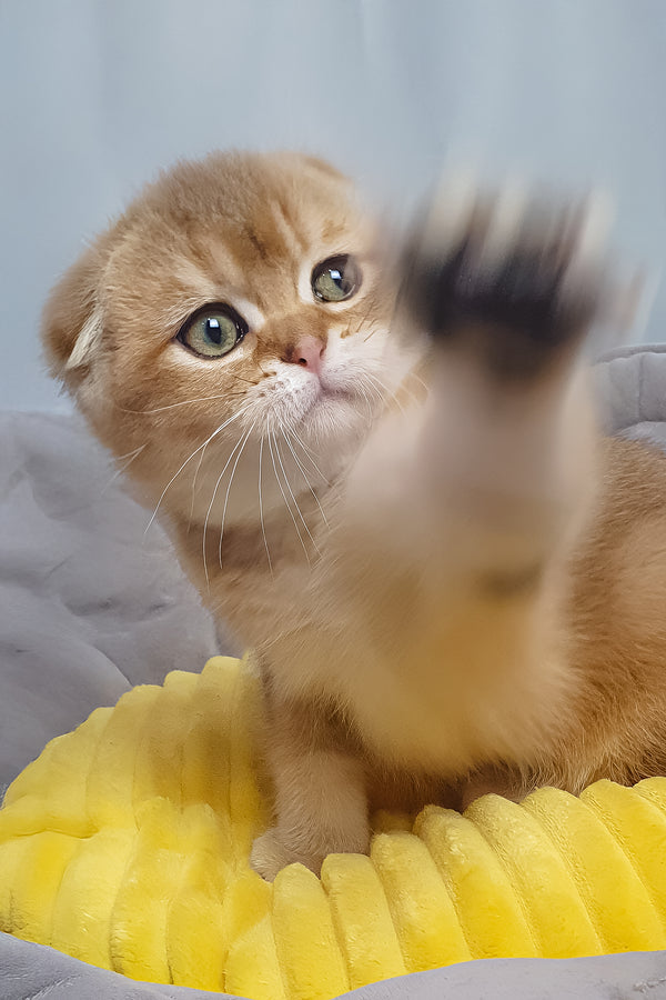 Van Gogh | Scottish Fold Kitten