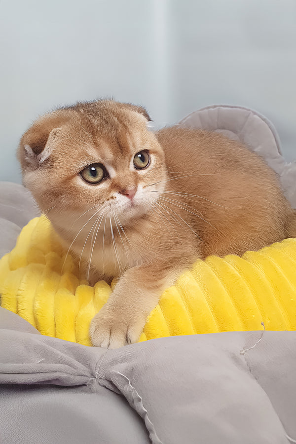 Van Gogh | Scottish Fold Kitten