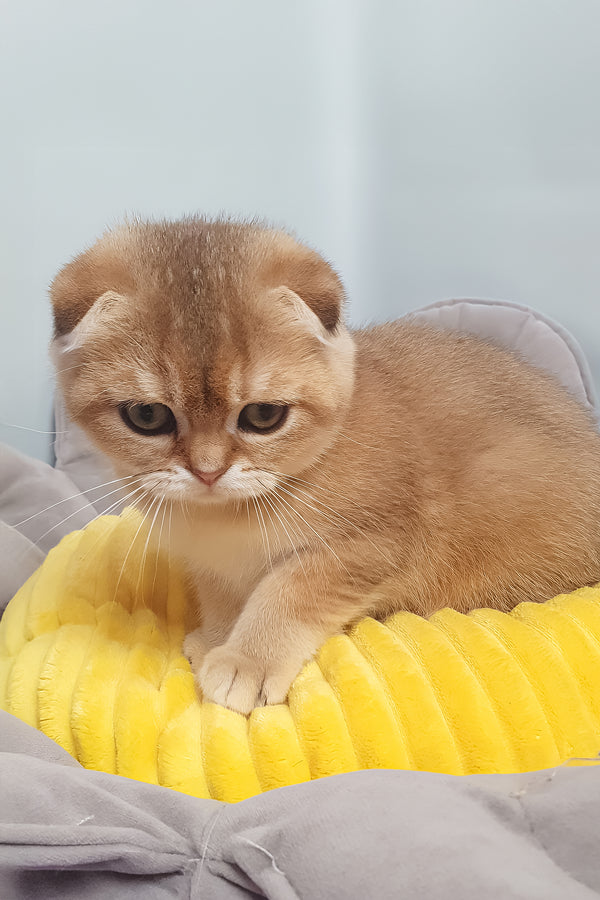 Van Gogh | Scottish Fold Kitten