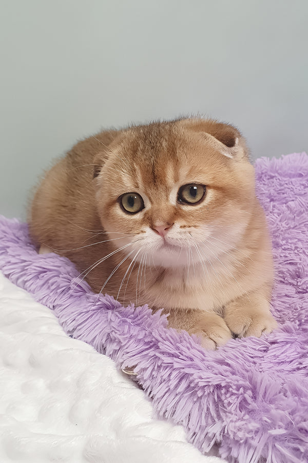 Van Gogh | Scottish Fold Kitten