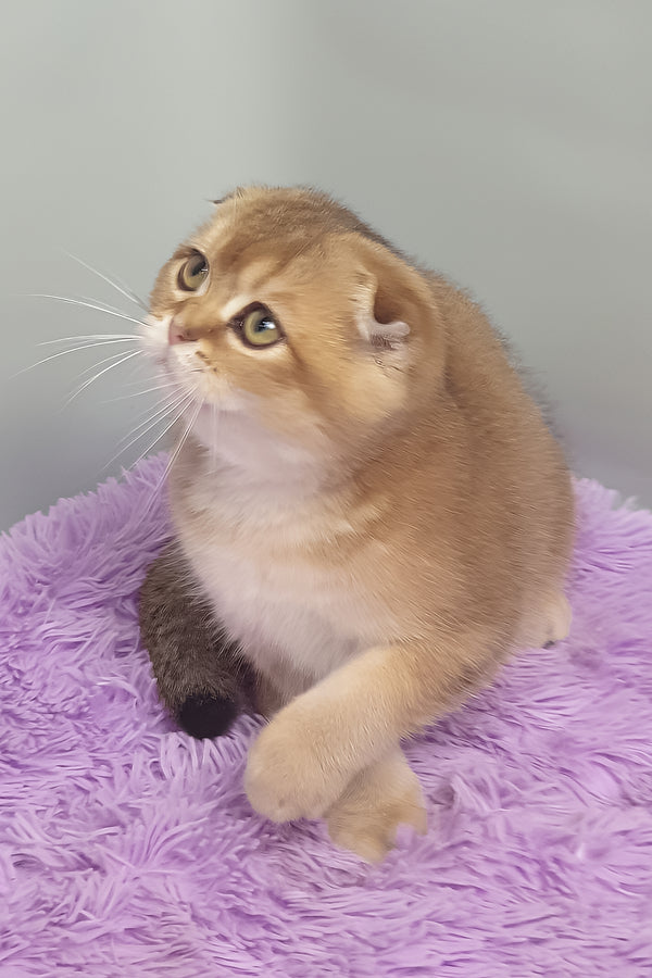 Van Gogh | Scottish Fold Kitten