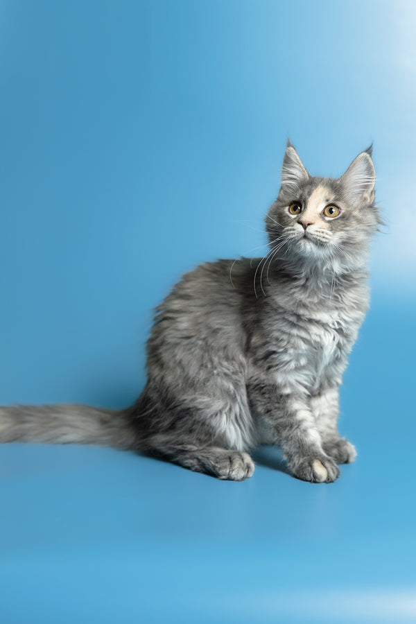 Monica | Maine Coon Kitten
