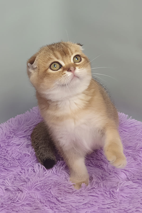 Van Gogh | Scottish Fold Kitten